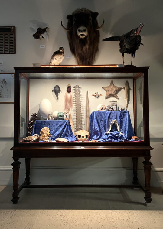 The Cabinet Of Curiosities Natural History Society Of Maryland