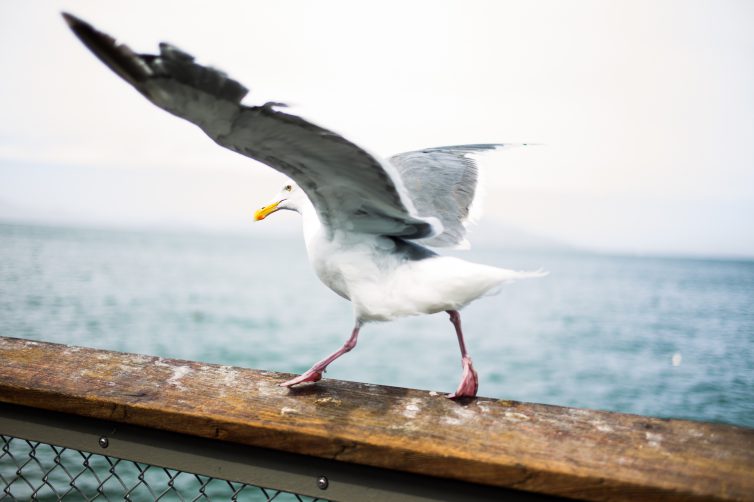 A Herring Gull perched on a hand railing. A large body of water is in the background. The bird is facing away with its wings raised as if about to take off.