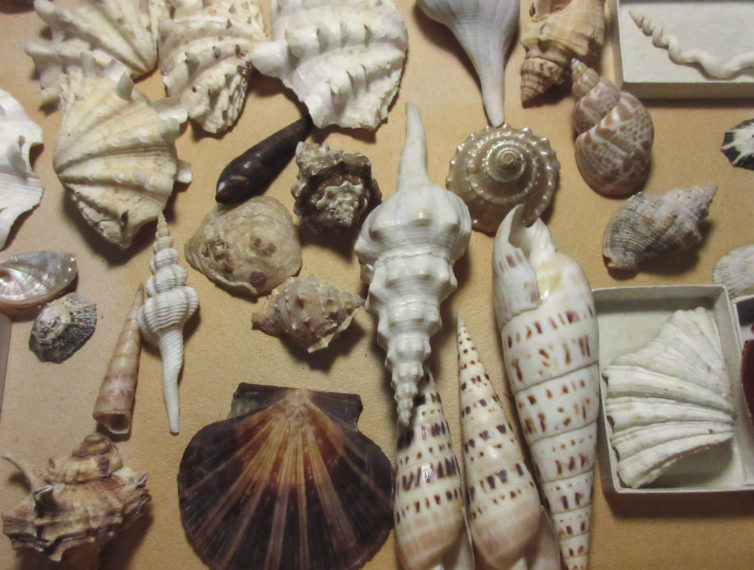 What “Shell” We Learn Tonight? – A Sea Shell Q + A – Natural History ...