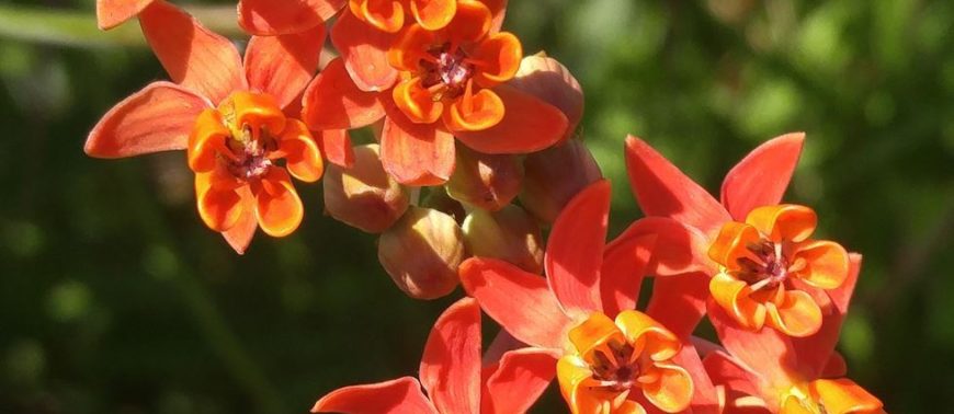 Flowers: Asclepias lanceolata