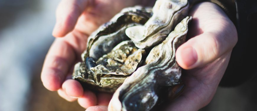 Two hands holding oyster shells