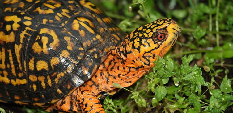 Summer Herp* Walk – Natural History Society of Maryland