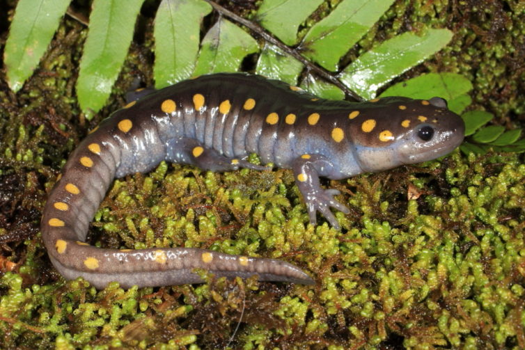 salamander laying eggs