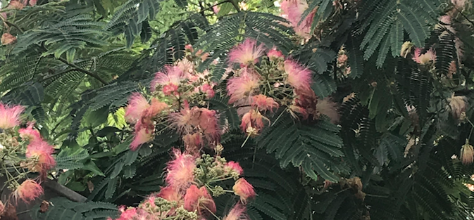 mimosa tree flower