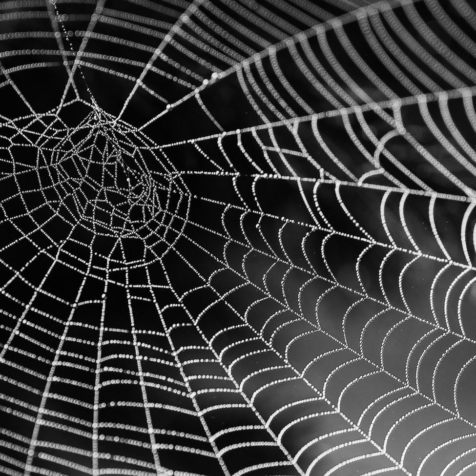 The Science of Spider Webs: Silk biology from DNA to fiber – Natural ...