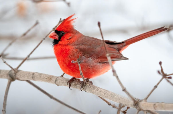 do cardinals really mate for life