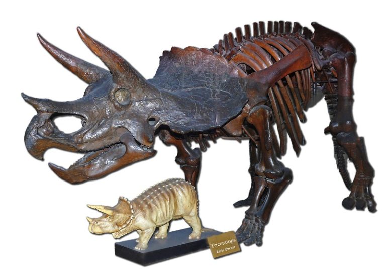 one horned triceratops