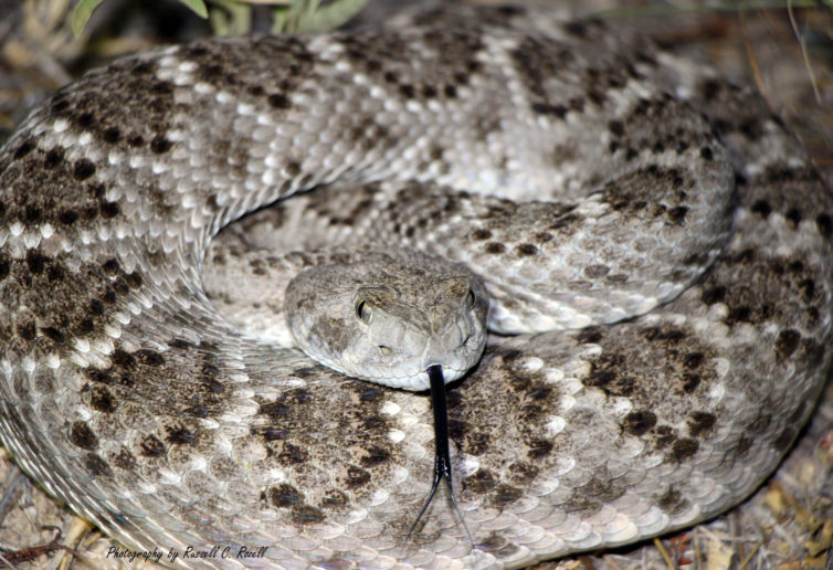Herping the Trans-Pecos Region of Texas – Natural History Society of ...