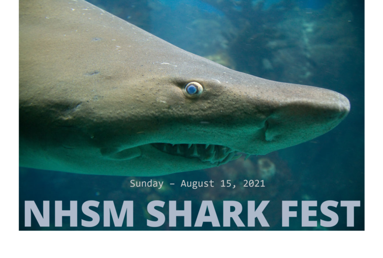 Shark Fest 2021 Natural History Society of Maryland