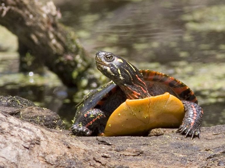 Turtle Discovery Canoe Paddle at Lake Roland – Natural History Society ...