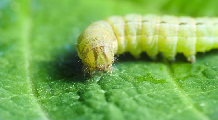 Caterpillars Count! Bugs on branches as canaries in the coalmine for ...