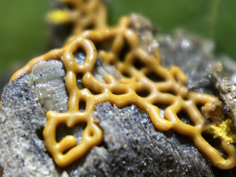 https://www.marylandnature.org/wp-content/uploads/2023/03/pretzel-slime-mold-2022.06.28-By-Serenella-754x566.jpeg