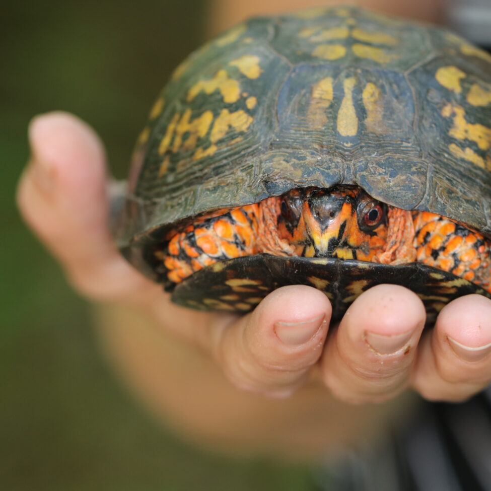 Turtle Troubles – World Turtle Day Keynote Address with Kerry Wixted ...