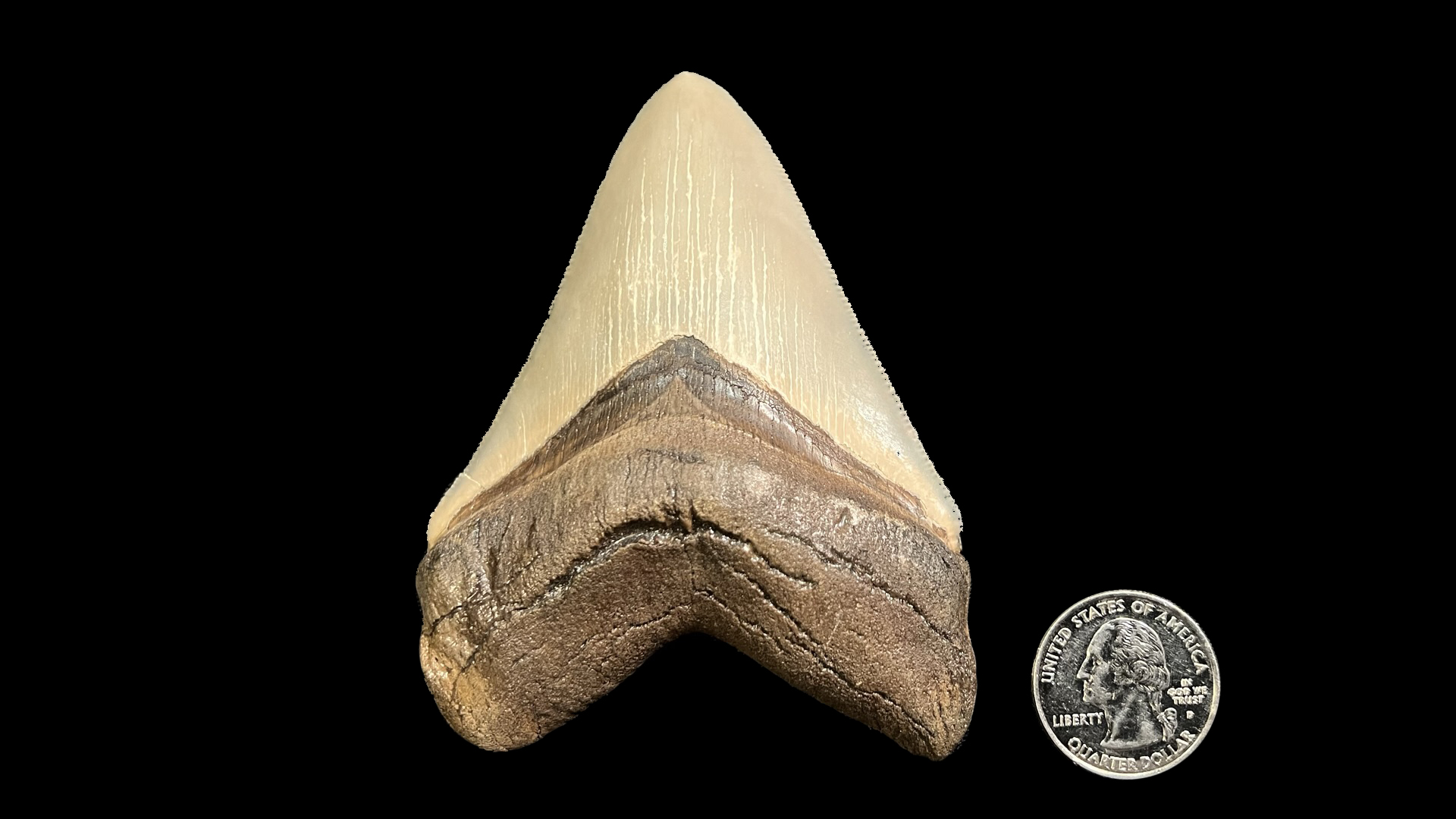 Megalodon Teeth – Natural History Society of Maryland