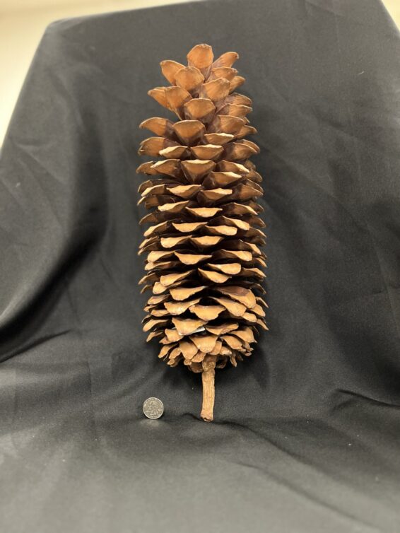 Pinus Lambertinus – Natural History Society of Maryland