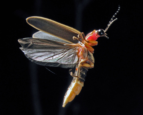 firefly hovering