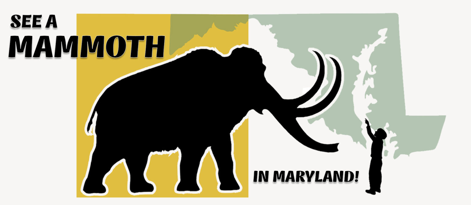 The Mammoth Project Natural History Society of Maryland