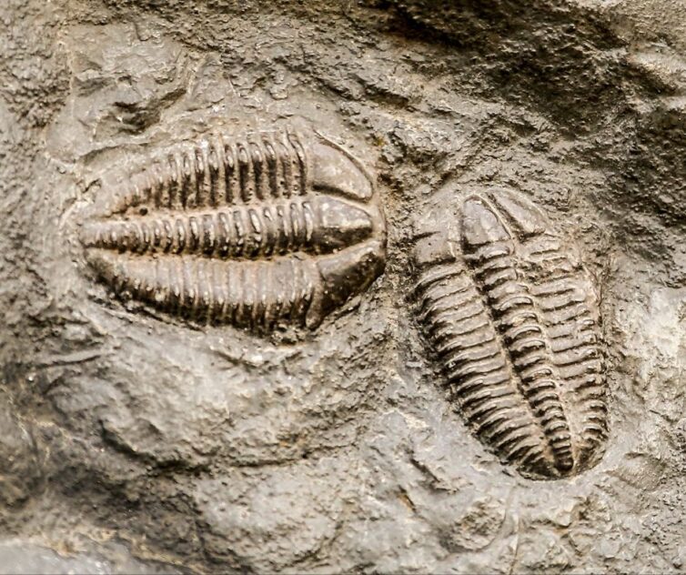 Trilobite Hunt At Seven Stars Quarry – Natural History Society Of Maryland