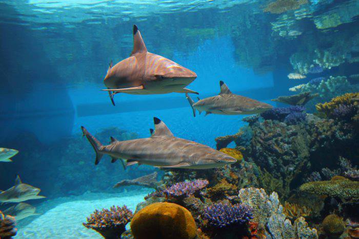 Blacktip sharks