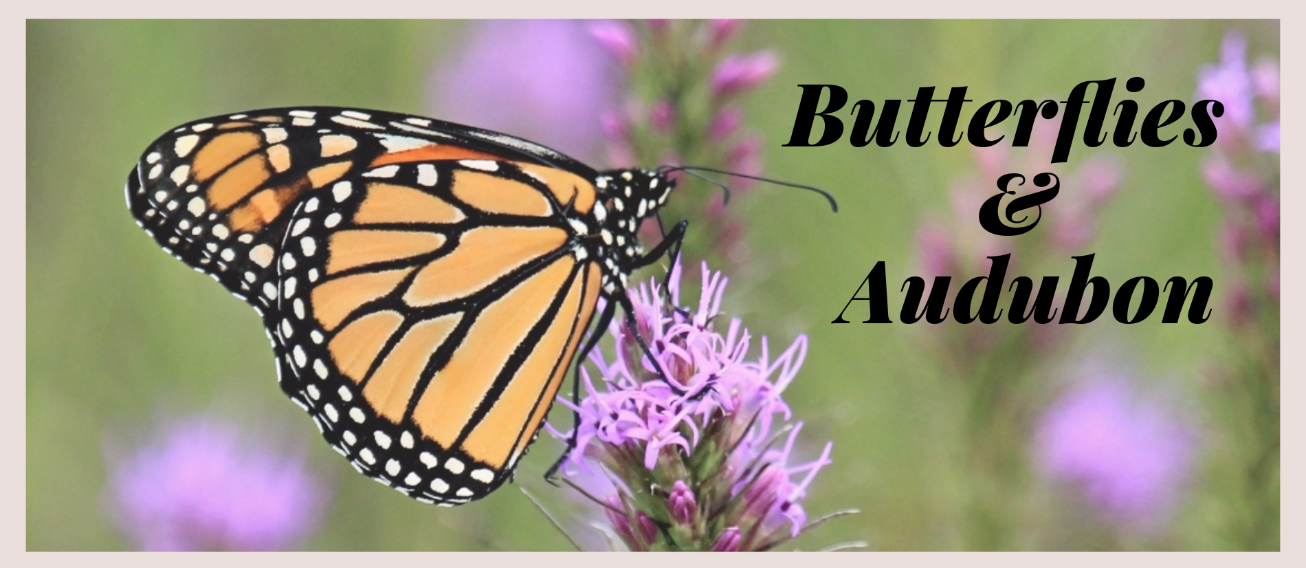 Butterflies & Audubon – Natural History Society of Maryland