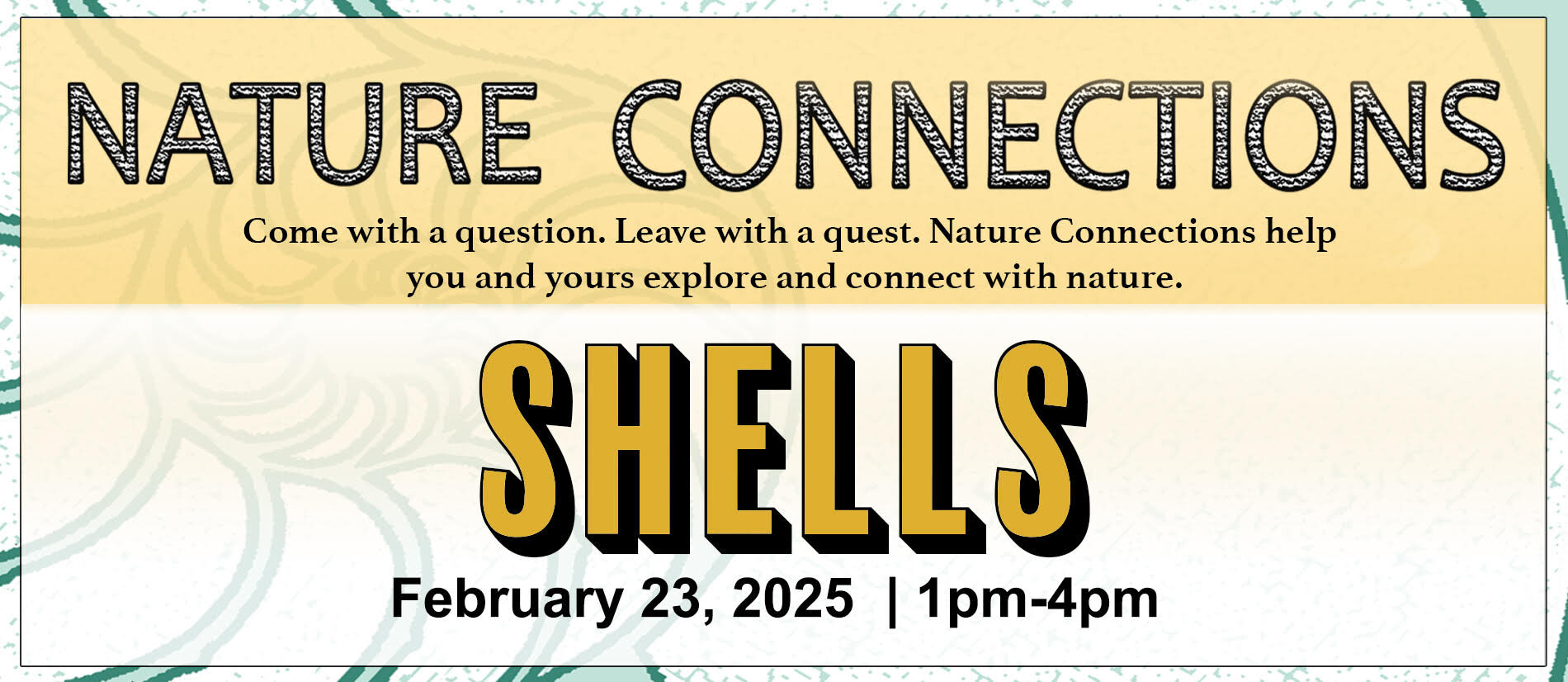 Nature Connection: Shells